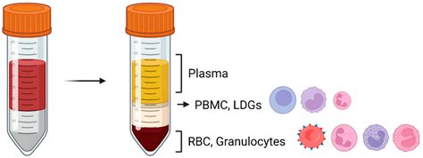The Role of Neutrophils in Pregnancy, Term and Preterm Labour
