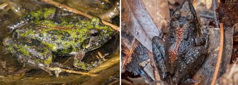 Image result for Different Tree Frogs