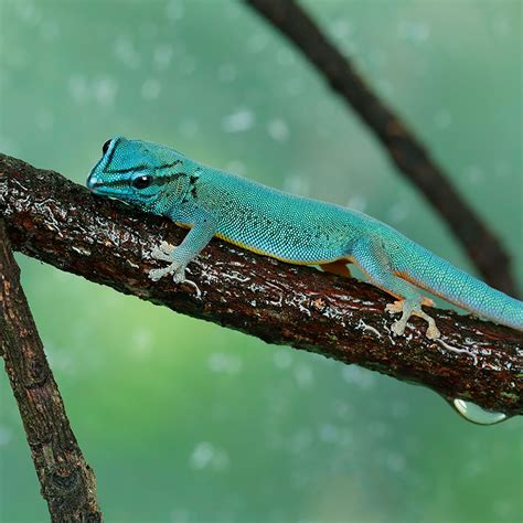 Electric Blue Gecko - Singapore Zoo