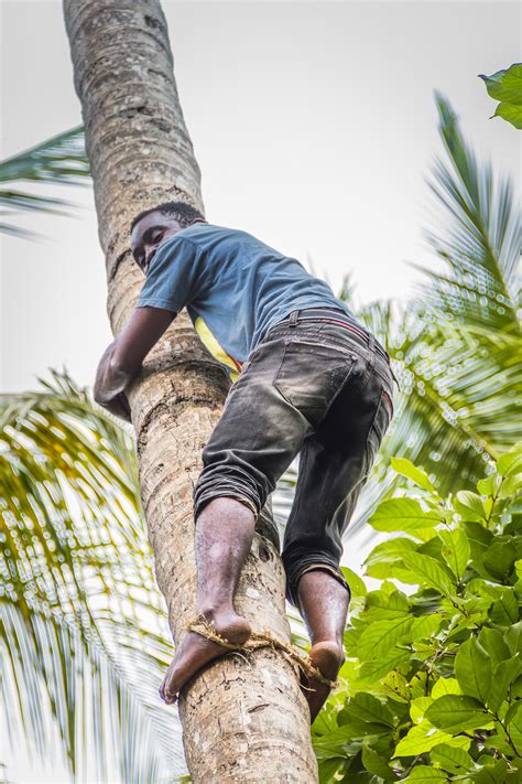 Fotos gratis : hombre, árbol, hoja, viajar, primavera, verde, selva, África, canon, suelo ...
