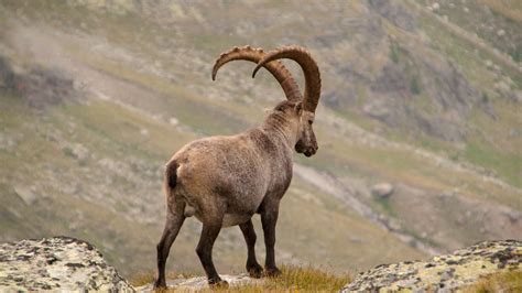 Download wallpaper 1920x1080 alpine ibex, goat, mountains, horns full ...