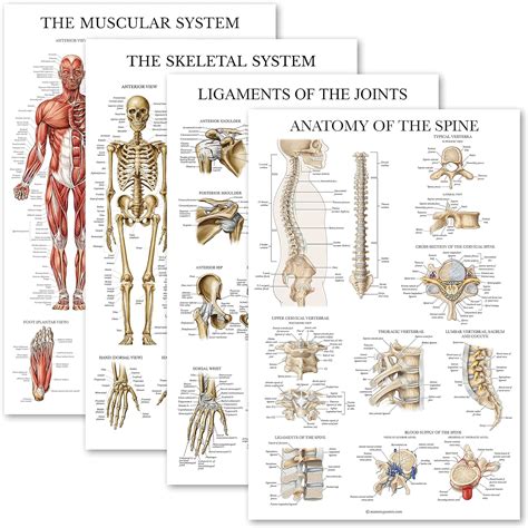 Palace Learning 4 Pack - Anatomical Poster Set - India | Ubuy