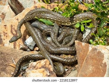 Python Snakes Mating 的图像结果