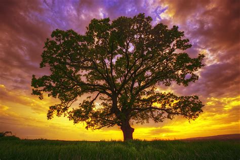 Image result for Tree Diagram of Java Data Structures