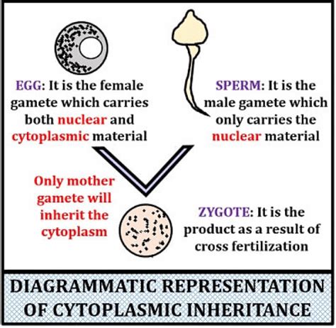 Cytoplasmic Inheritance and Genes - Botany Optional for UPSC PDF Download