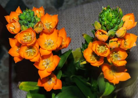 Indoor Plant Orange Flowers - Indoor Plants