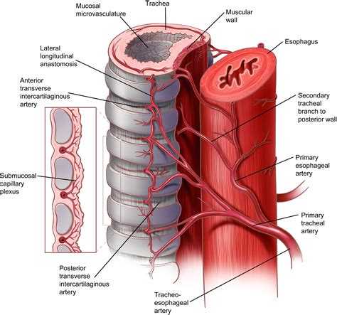Anatomy of the Trachea, Carina, and Bronchi - Thoracic Surgery Clinics
