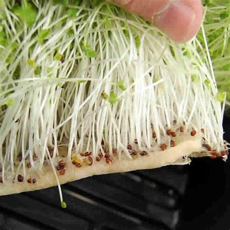 Buy Micro-Mats Hydroponic Grow Pads - for Organic Production - 10 Pack ...