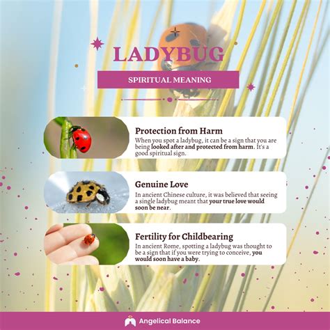 19 Ladybug Spiritual Meanings: Symbolism of Seeing One