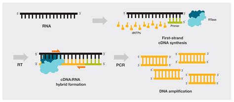 Image result for Animation PCR Reverse Transcriptase