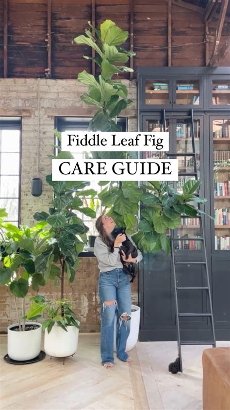 How to propagate a fiddle leaf fig tree – Artofit