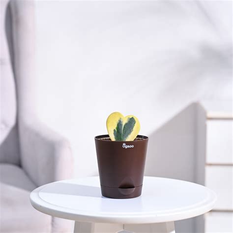 Buy Hoya Plants Online in India only at Ugaoo