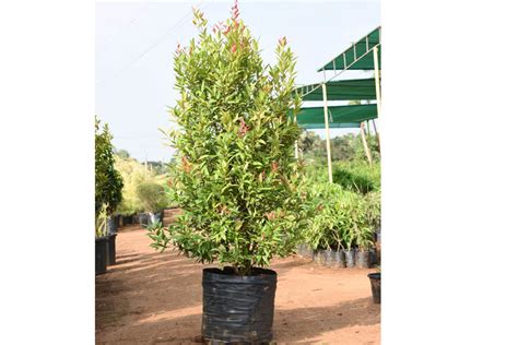 Best Nursery In Kadiyam -Sri Satyanarayana Nursery