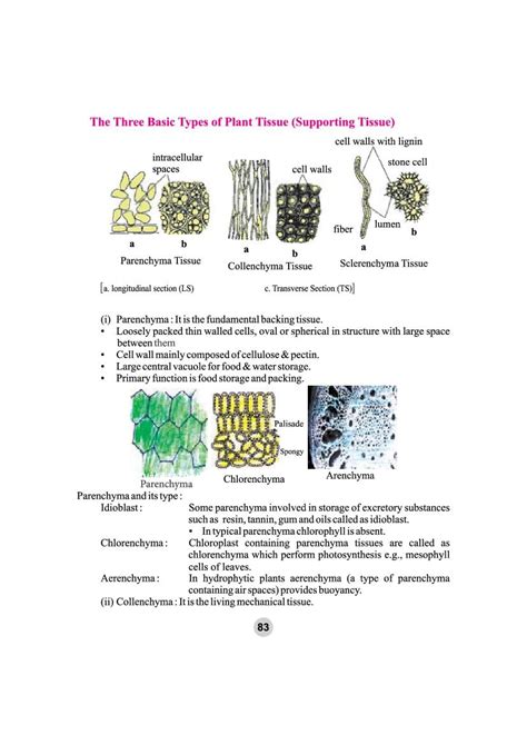 Class 9 Science Tissue 的图像结果