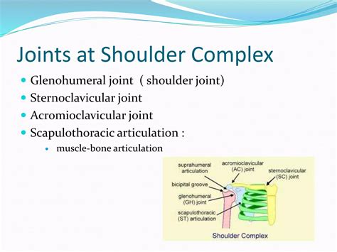 Biomechanics of the shoulder | PPTX