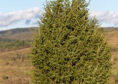Image result for Juniper Tree Pollen Exploding