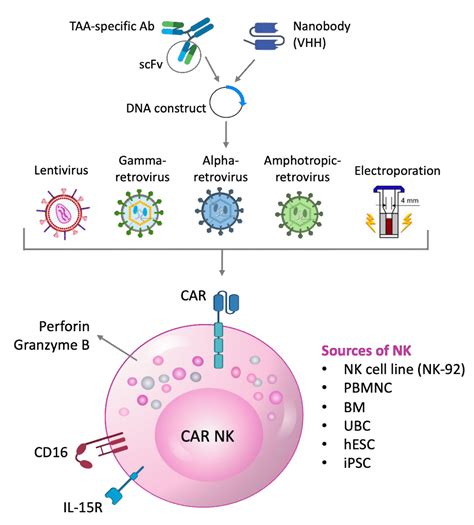 Engineering the Bridge between Innate and Adaptive Immunity for Cancer ...