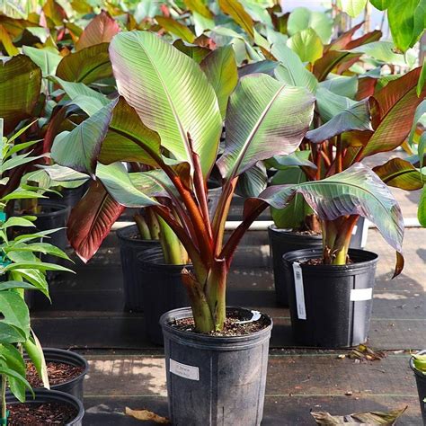Giant red banana tree (Pack of 2) : Amazon.in: Garden & Outdoors