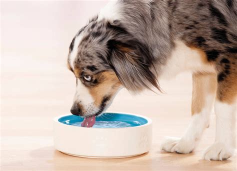 Hydration in Dogs: The Overlooked Key to Everyday Health – GoofyTails
