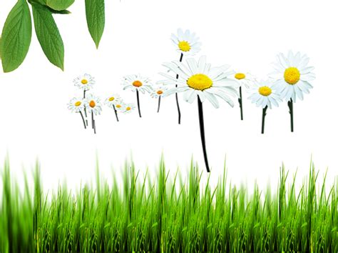 Environment Transparent Background 的图像结果