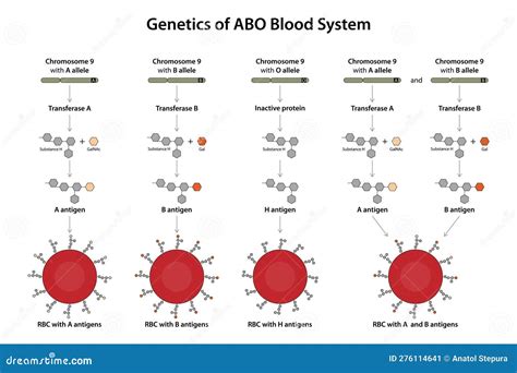 Genetics of ABO Blood System. Stock Illustration - Illustration of ...