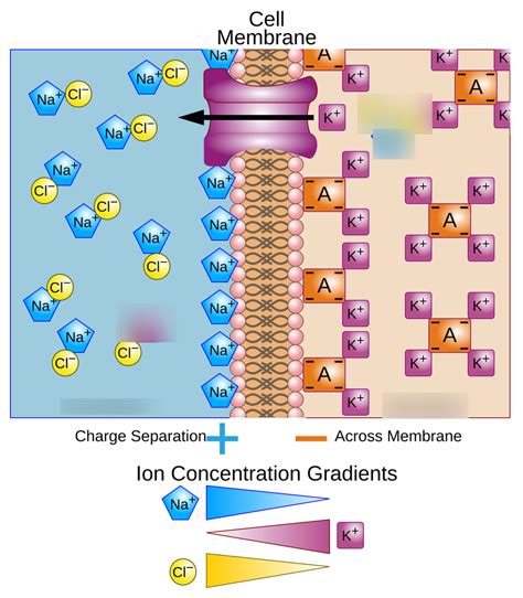 Image result for Concentration Gradient Cell Membrane
