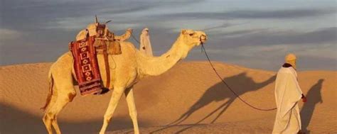 骆驼的寓意及象征 骆驼的寓意及象征介绍_知秀网