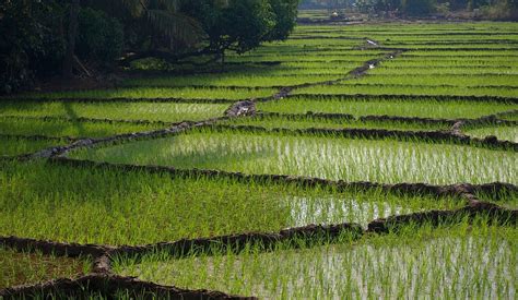 Spatial Climate Effects on Rice Farming in India: New Study Reveals Key ...