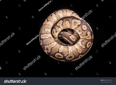 Image result for Royal Python Skin Background