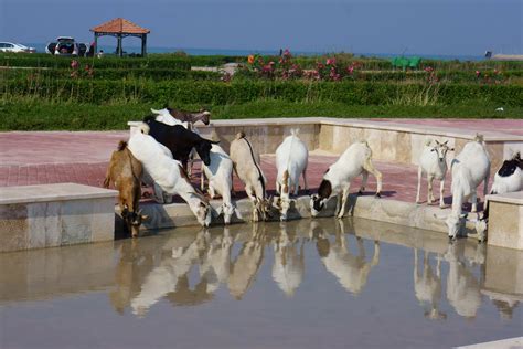 Can a Goat Swim? (Everything You Need To Know About Goats)