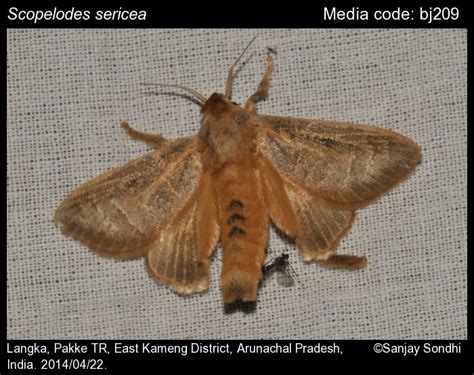 Scopelodes sericea Butler, 1880 - | Moths