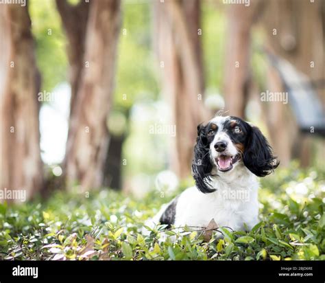 Longhaired dacchshund hi-res stock photography and images - Alamy