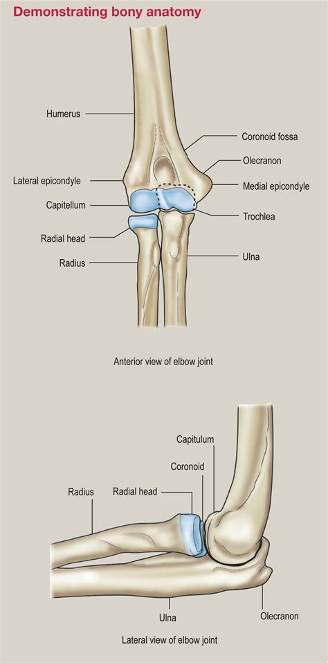 Lateral Elbow Anatomy Elbow, Lateral View