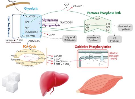 Glucose Metabolism Pathway Simple