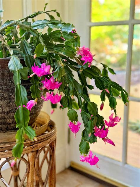 Growing Christmas Cactus House Plant How Can I Make My Christmas