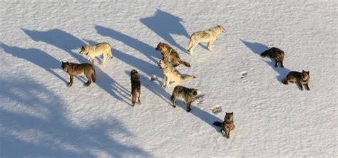 Image result for Wolves System in Yellowstone