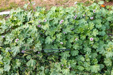 Care and Growing Guide for Hardy Geranium