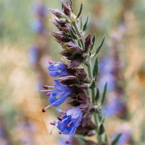 Hyssop: A Biblical Remedy - The School of Evolutionary Herbalism