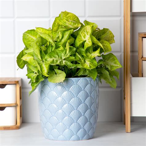 Anko Blue Shell Embossed Planter | Gamla Pot for Home Decor, Office ...