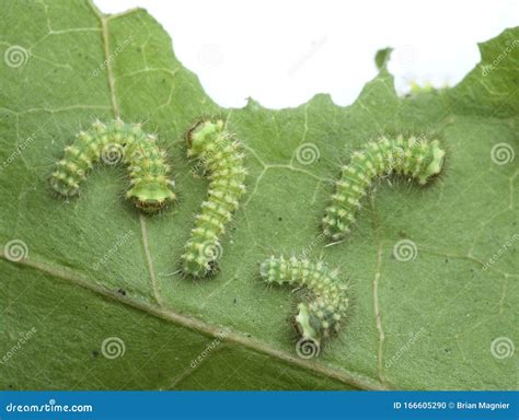 Luna Moth Caterpillars on Sweet Gum Leaf Stock Photo - Image of florida ...