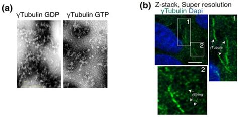 The Game of Tubulins