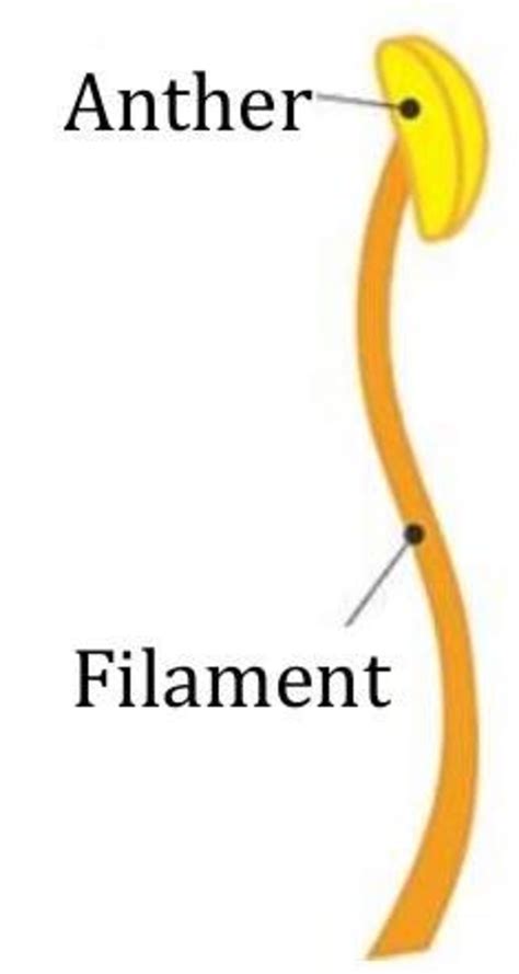 The Reproductive System of Plants: A Detailed Overview
