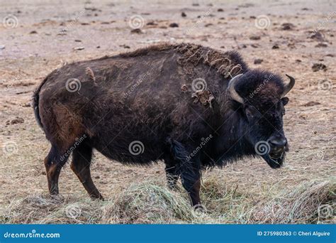 American Bison in the Field of Terry Bison Ranch, Wyoming Stock Image ...