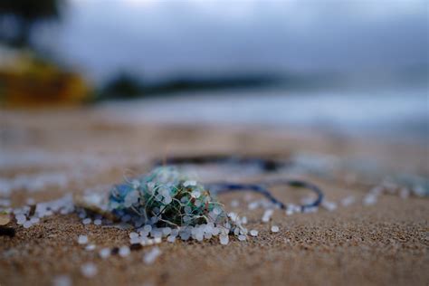 what are micro-plastics? learn their damaging and dangerous impact on