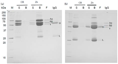 Binding Analysis of Human Immunoglobulin G as a Zinc-Binding Protein
