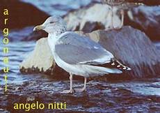 gabbiano reale nordico gabbiano reale nordico larus argentatus gabbiano reale nordico gabbiano reale nordico larus argentatus