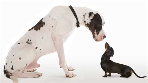 Dogs Mate Like Human 的图像结果