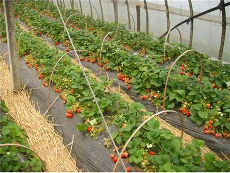 温室草莓反季节栽培效益可达到4，万～5，万元/亩_农林种植网