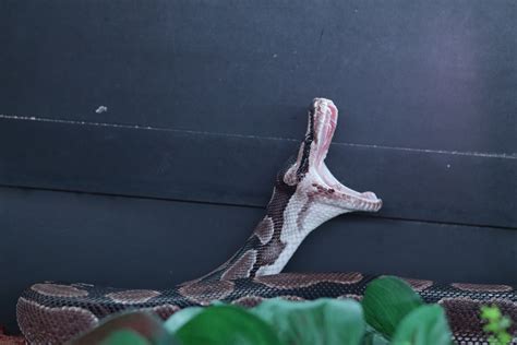 Wicked Wicked Reptiles Ball Python 的图像结果