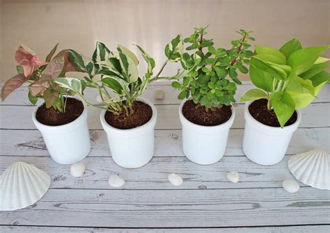 Combo Lucky Air Purifying Plants | Buy Live Home Plant Online India ...
